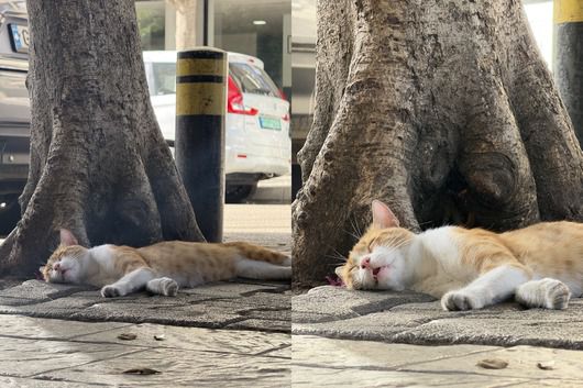 아이폰 16 프로 맥스 촬영본(왼쪽) vs. 아이폰 17 프로 맥스 촬영본(오른쪽)Mahmoud Itani / Foundry