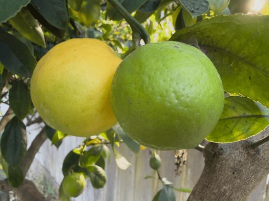 아이폰 17 프로 맥스 초광각 카메라 – 13mm, ƒ2.2; ISO 320, 24mm, 노출 보정 0, ƒ2.2, 1/97초, RAW 촬영.Foundry