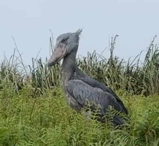 사진=남보라 SNS