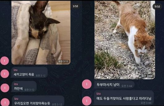 출처=전국길고양이보호단체연합 페이스북