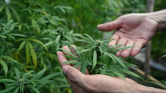 대마의 모습. 출처 게티이미지뱅크