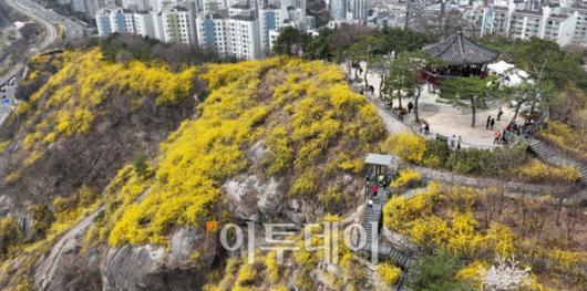 2023 응봉산 개나리 축제가 열린 23일 오후 서울 성동구 응봉산에 노란 개나리가 활짝 피어 있다. (조현호 기자 hyunho@)