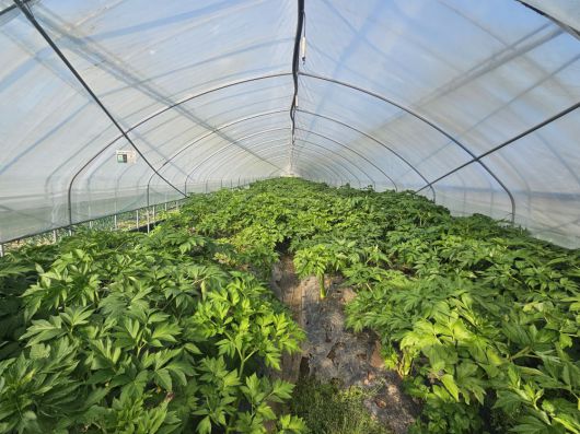 농장주 원대일 씨가 재배하고 있는 명일엽(신선초). 수확한 명일엽은 풀무원녹즙에 납품해 녹즙 원재료로 사용된다.