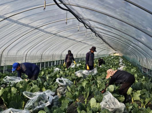 근로자들이 풀무원녹즙에 납품할 케일을 수확하고 있다.