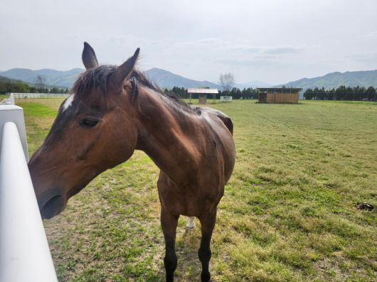 무허가 목장에서 학대를 당하다 구조돼 한국마사회가 입양한 '유니콘'이 8일 장수목장 보금자리에서 취재진에게 먹이를 받아 먹고 있다.
