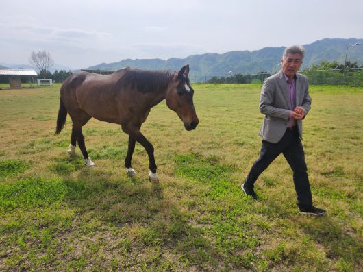 무허가 목장에서 학대를 당하다 구조돼 한국마사회가 입양한 '유니콘'이 8일 장수목장 보금자리에서 취재진에게 소개를 받고 있다.