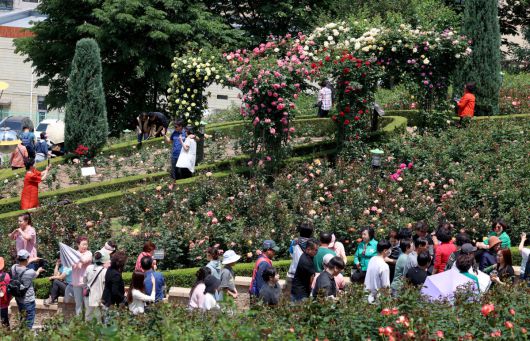 25일 경기 부천시 도당공원에서 열린 ‘부천장미축제’를 찾은 시민들이 형형색색 장미꽃을 감상하며 봄의 정취를 만끽하고 있다. 내달 8일까지 열리는 축제에선 약 20,000㎡ 면적에 151종의 장미를 만날 수 있다. 신태현 기자 holjjak@