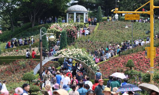 25일 경기 부천시 도당공원에서 열린 ‘부천장미축제’를 찾은 시민들이 형형색색 장미꽃을 감상하며 봄의 정취를 만끽하고 있다. 내달 8일까지 열리는 축제에선 약 20,000㎡ 면적에 151종의 장미를 만날 수 있다. 신태현 기자 holjjak@