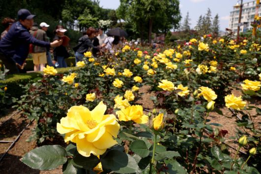 25일 경기 부천시 도당공원에서 열린 ‘부천장미축제’를 찾은 시민들이 형형색색 장미꽃을 감상하며 봄의 정취를 만끽하고 있다. 내달 8일까지 열리는 축제에선 약 20,000㎡ 면적에 151종의 장미를 만날 수 있다. 신태현 기자 holjjak@