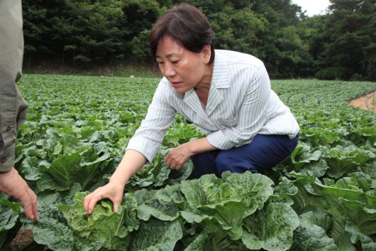 송미령 농림축산식품부 장관이 6일 강원특별자치도 평창군 여름배추 재배현장을 찾아 생육 상황을 점검하고 있다.