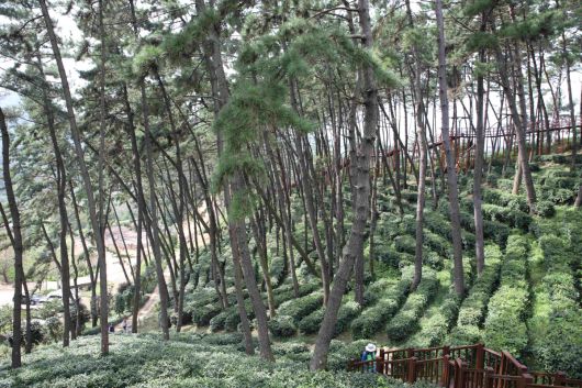 2025년 국가산림문화자산으로 신규 지정된 익산 함라산 야생차 군락지