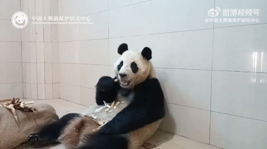 판다 추가 대여…푸바오가 돌아올 순 없나요?, 광주 우치동물원 판다 임대 가능성…푸바오 근황 주목