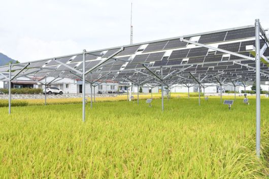 영농형태양광 모습.