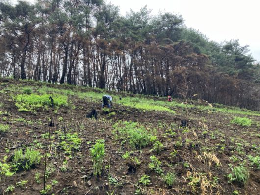 ▲지난 4월 24일 대형산불 피해를 본 경남 산청군 중태마을의 한 야산의 고사리밭에서 주민들이 고사리를 따고 있다. 고사리밭 뒤로 검게 그을린 소나무숲이 보인다. ⓒ프레시안(손가영)