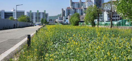 ▲유채꽃길 . ⓒ진주시