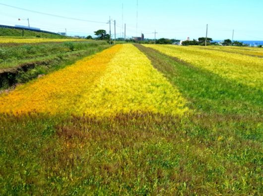 ▲포항 호미곶 일원 경관농업단지 유색보리.ⓒ포항시 제공