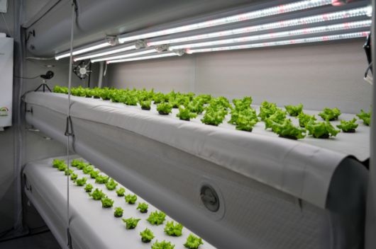 ▲시청에 설치된 인도어팜(에어팜).ⓒ포항시 제공