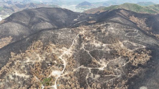 ▲지난 4월 드론으로 촬영된 경북 의성군 점곡면 동변리 인근 산 풍경. ⓒ정정환(지리산사람들)