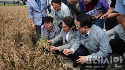 ▲7일 전남 장흥군 안양면 해창리 벼 깨시무늬병 피해 논에서 김민석 국무총리(가운데)가 김영록 전남지사(오른쪽), 김성 장흥군수(왼쪽) 피해 상황을 직접 점검하고 있다.2025.10.07ⓒ프레시안(위정성)