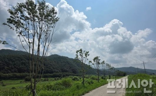 ▲화순군 '지석천 제방숲 조성사업' 부지에 이팝나무가 식재돼 있다.ⓒ프레시안(김영란)