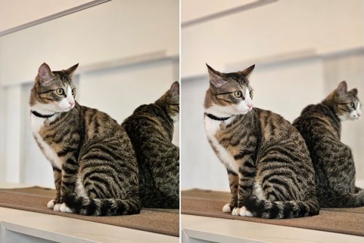 갤럭시S23 플러스(왼쪽)와 울트라(오른쪽)로 촬영한 사진./사진=백유진 기자 byj@