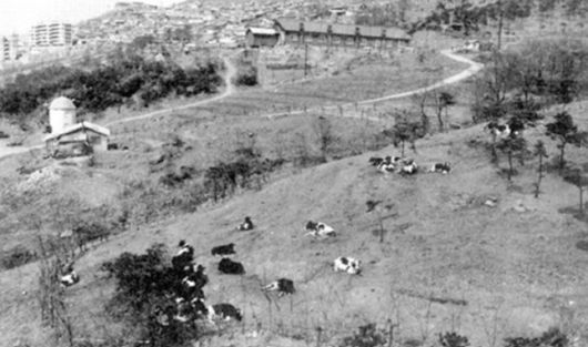 연세대가 연희동 목초지에 조성했던 목장의 모습 / 사진=연세유업 홈페이지 캡처