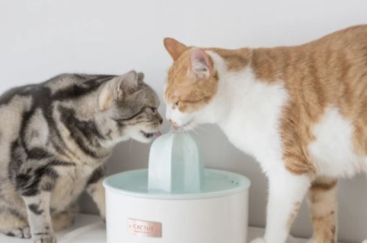 프로젝트21 '고양이 선인장 정수기'./사진=프로젝트21 공식 홈페이지 캡처