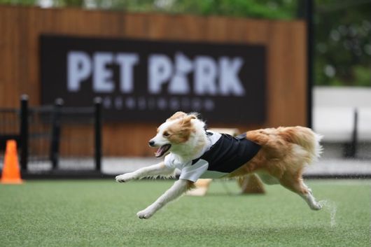 켄싱턴리조트 충주의 부총지배견 케니. / 사진=이랜드파크