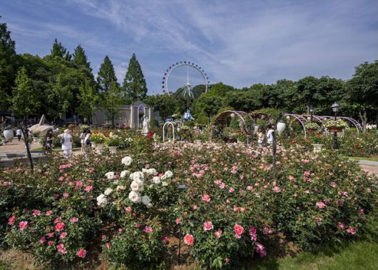 에버랜드 장미축제 '로로티'의 모습. / 사진=삼성물산
