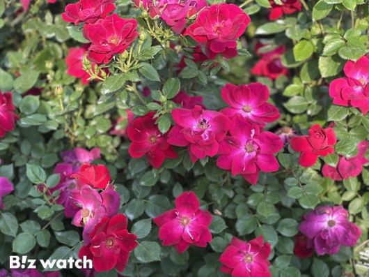 2022년 제22회 일본 기후 국제장미 콘테스트에서 높은 내병충성으로 동상을 수상한 에버랜드의 카니발에버스케이프. / 사진=정혜인 기자 hij@