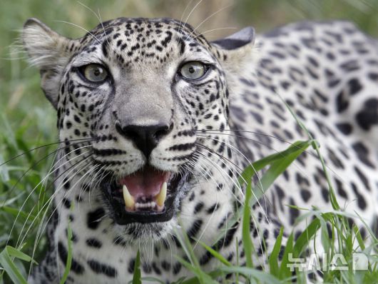 [AP/뉴시스]사우디 아라비아가 도널드 트럼프 미 대통령 방문 선물로 기중키로 한 아라비아 표범. 전 세계에 200마리도 채 남지 않은 멸종위기종이다. 2025.6.5.