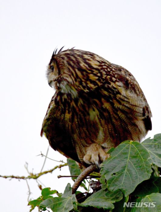 [남해=뉴시스]차용현 기자 = 지난 28일 오후 천연기념물 제324호이자 멸종위기 야생생물 2급으로 지정돼 보호받고 있는 수리부엉이가 경남 남해군 망운산 산기슭에서 나무꼭대기에 앉아 휴식을 취하고 있다. 2020.07.29.  con@newsis.com
