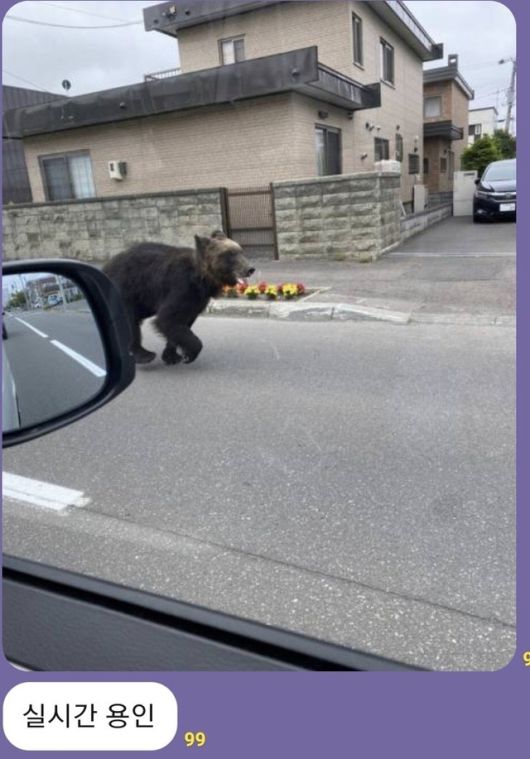 동물보호단체 국민청원 올렸던 농장서 곰 2마리 탈출...1마리 ...