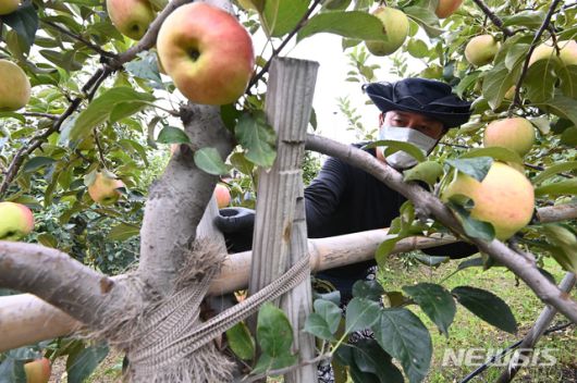 [수원=뉴시스] 김종택기자 = 사진은 2021년 8월 23일 경기도 수원시 권선구 호매실동 과수공원에서 관계자들이 사과나무에 세워진 지주대 결박상태를 점검하고 있는 모습. 2021.08.23.jtk@newsis.com