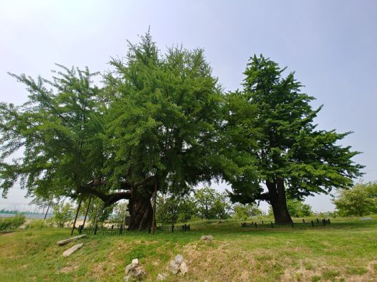 [서울=뉴시스] 세종시 세종리 은행나무 (사진=문화재청 제공0 2022.03.03. photo@newsis.com *재판매 및 DB 금지