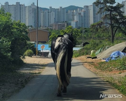 [인천=뉴시스] 이루비 기자 = 1일 인천 서구 연희동 아시아드주경기장 인근 도로를 홀로 달리던 말이 출발 장소인 승마체험장으로 복귀하고 있다. (사진=서부경찰서 제공)