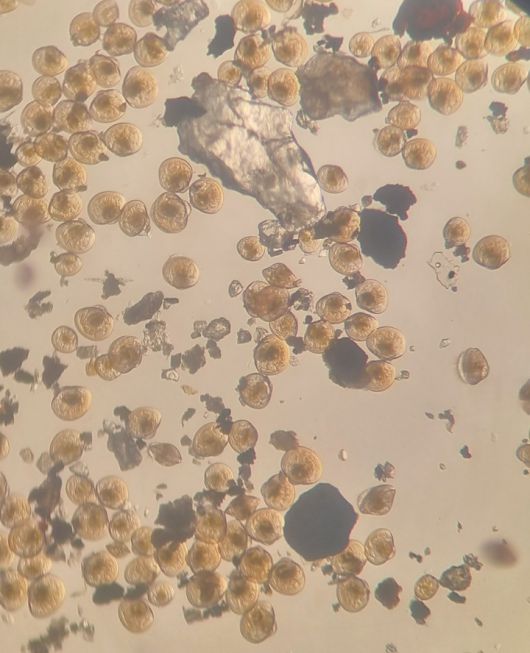 [안동=뉴시스] 개량조개 유생. (사진=경북도 제공) 2022.09.26 *재판매 및 DB 금지