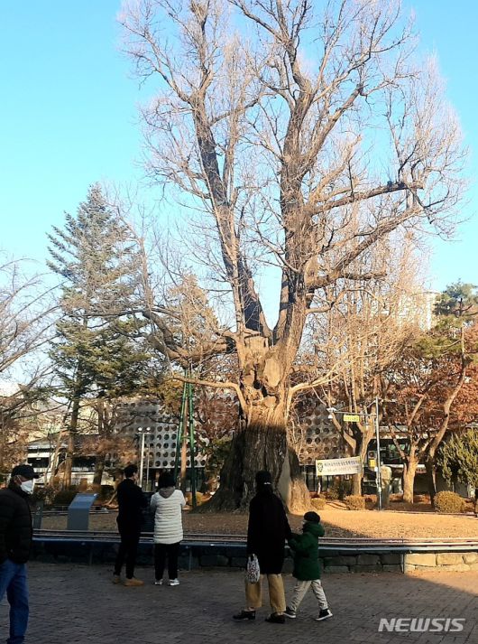 [청주=뉴시스][청주=뉴시스] 연종영 기자 = 충북 청주시 한복판에 있는 중앙공원과 은행나무(압각수). 넷플릭스 드라마 ‘더 글로리’에서 야외 기원으로 삼았던 촬영지를 시민들이 둘러보고 있다. 2023.01.10. jyy@newsis.com