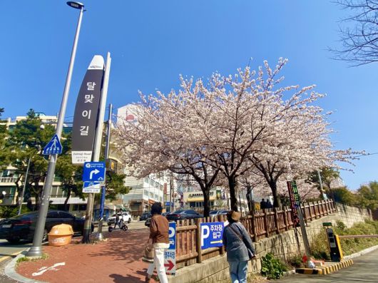 [부산=뉴시스] BIE 실사단 숙소인 시그니엘 부산과 이어지는 부산 대표 벚꽃 명소 달맞이길. (사진=동효정 기자) 2023.03.30. vivid@newsis.com  *재판매 및 DB 금지