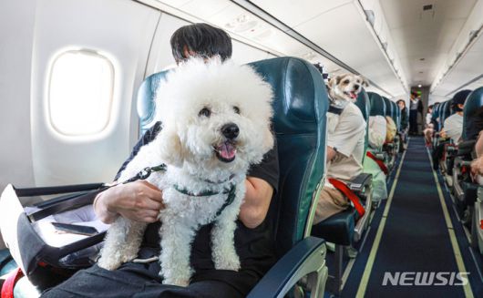 [서울=뉴시스] 공항사진기자단 = 19일 서울 강서구 김포공항에서 반려견과 보호자들이 반려동물 여행플랫폼 '반려생활'에서 출시한 '댕댕이 제주 전세기'에 탑승하고 있다. 2023.05.19. photo@newsis.com