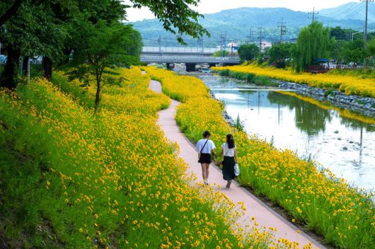 금계국 만개한 제천 하소천. *재판매 및 DB 금지