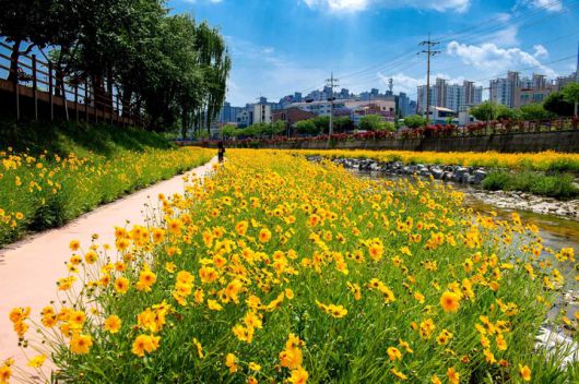 금계국 만개한 제천 하소천. *재판매 및 DB 금지