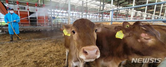 [완주=뉴시스] 김얼 기자 = 연일 무더위가 기승을 부리고 있는 3일 전북 완주군의 한 축사에서 관계자가 소들에게 시원한 물을 뿌려주고 있다. 2023.08.03. pmkeul@nwsis.com