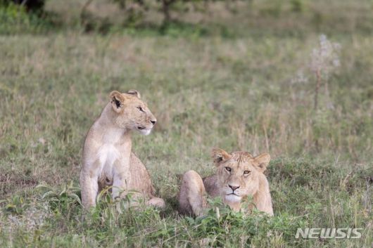 [서울=뉴시스] 아프리카 세렝게티. (사진=하나투어 제공)