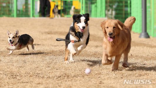 [대구=뉴시스] 이무열 기자 = 대구 달서구 장동에 있는 반려견 놀이터에서 강아지들이 뛰놀고 있다. 2024.01.16. lmy@newsis.com