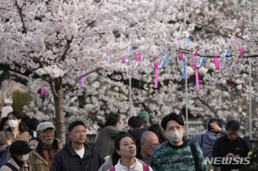 [요코하마=AP/뉴시스]일본 도쿄 인근 요코하마에서 지난 6일 시민들이 만개한 벚꽃을 구경하고 있다. 2024.04.08.