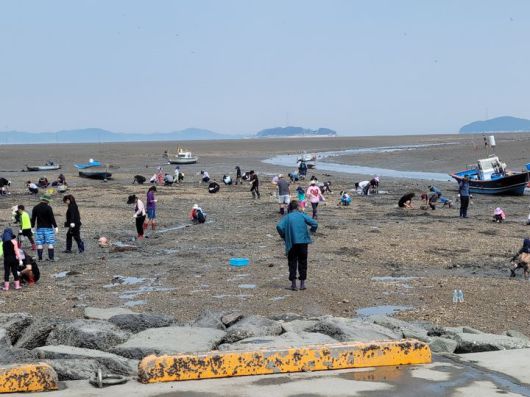 [서산=뉴시스] 충남 서산 중리어촌체험마을을 찾은 관광객들이 바지락 캐기 체험을 하고 있다.(사진=서산시 제공) 2024.06.26. *재판매 및 DB 금지