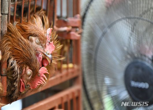 [광주=뉴시스] 박기웅 기자 = 사진은 지난해 7월 24일 광주 북구 말바우시장 한 생닭 판매 상점에서 연일 이어지는 폭염으로 닭들이 선풍기 바람을 쐬고 있는 모습. 2024.07.24. pboxer@newsis.com