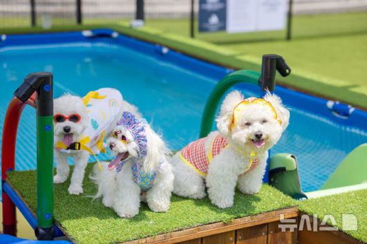 [서울=뉴시스] 이랜드파크 켄싱턴리조트 충주의 '멍물놀이장'. photo@newsis.com