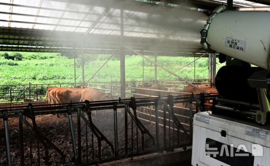 폭염 속 소 축사에 물 뿌리는 살수차.